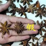 八角种子,从采集到培育的实用指南”