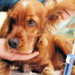 犬细小病毒,致命威胁与防控策略