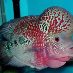 罗汉鱼品种,从金花到珍珠，带你领略多彩水族世界