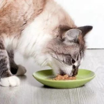 娱乐吃瓜酱大猫咪,揭秘娱乐圈背后的喵星人故事